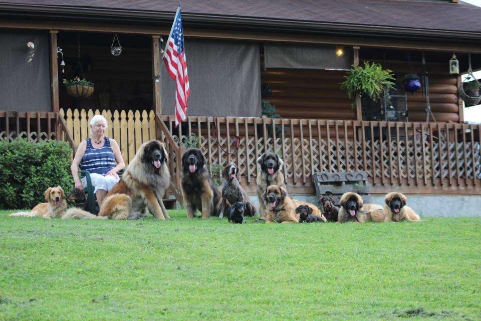 Our Leonbergers