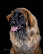 CH Cheyenne of Daylight Diamond  FDC