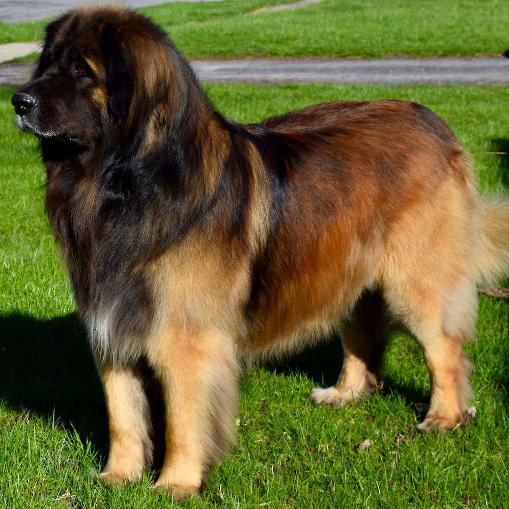 Sire’s father