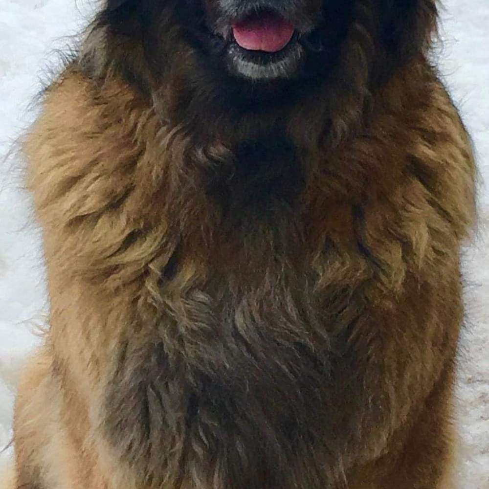 Sire’s mother