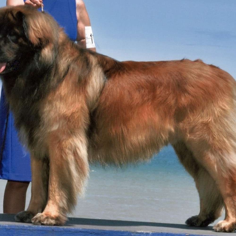 Sire’s father