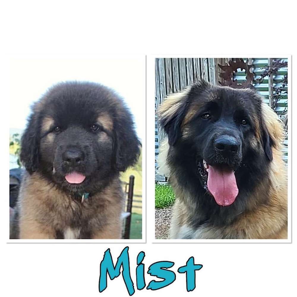 Mist 8ths to 1 yr old