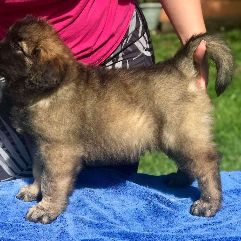 Arden 8wk old