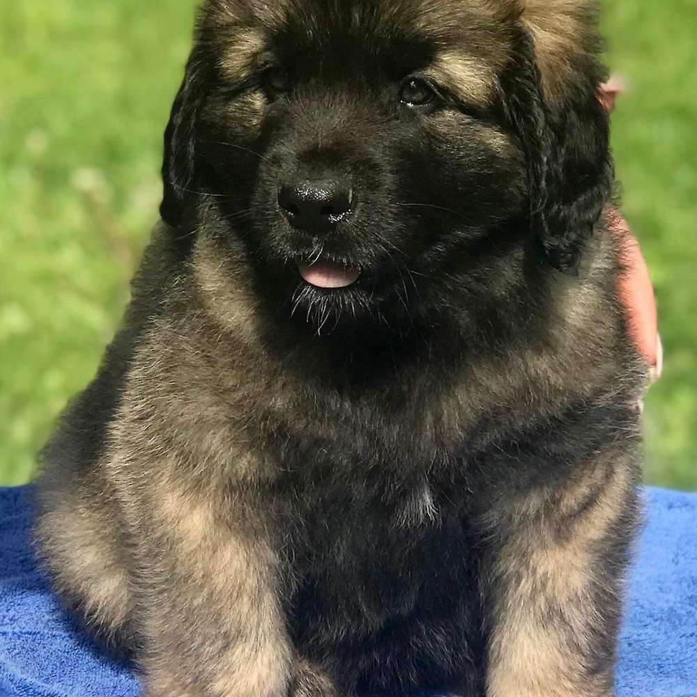 Arden’s puppy pics
