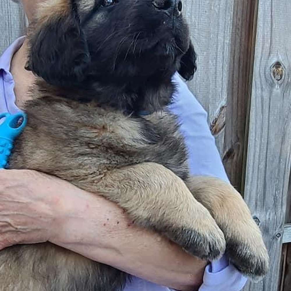 Blue boy