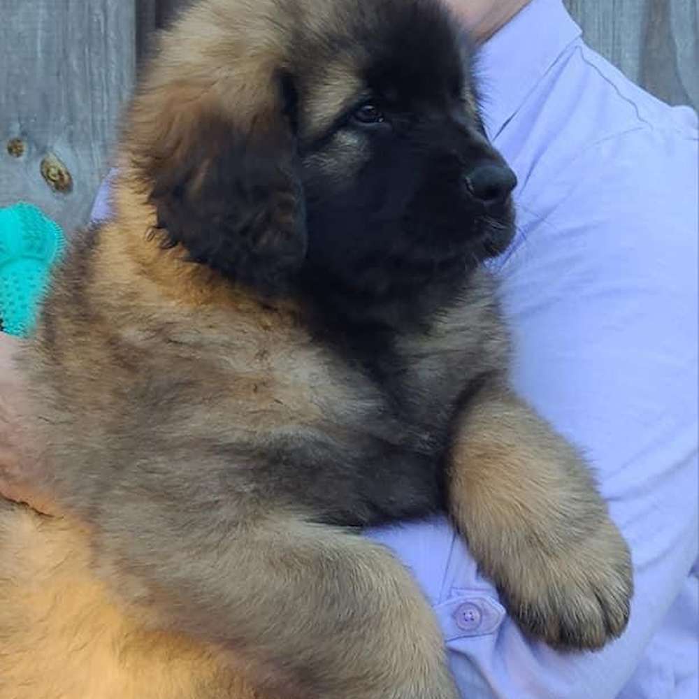 Teal girl