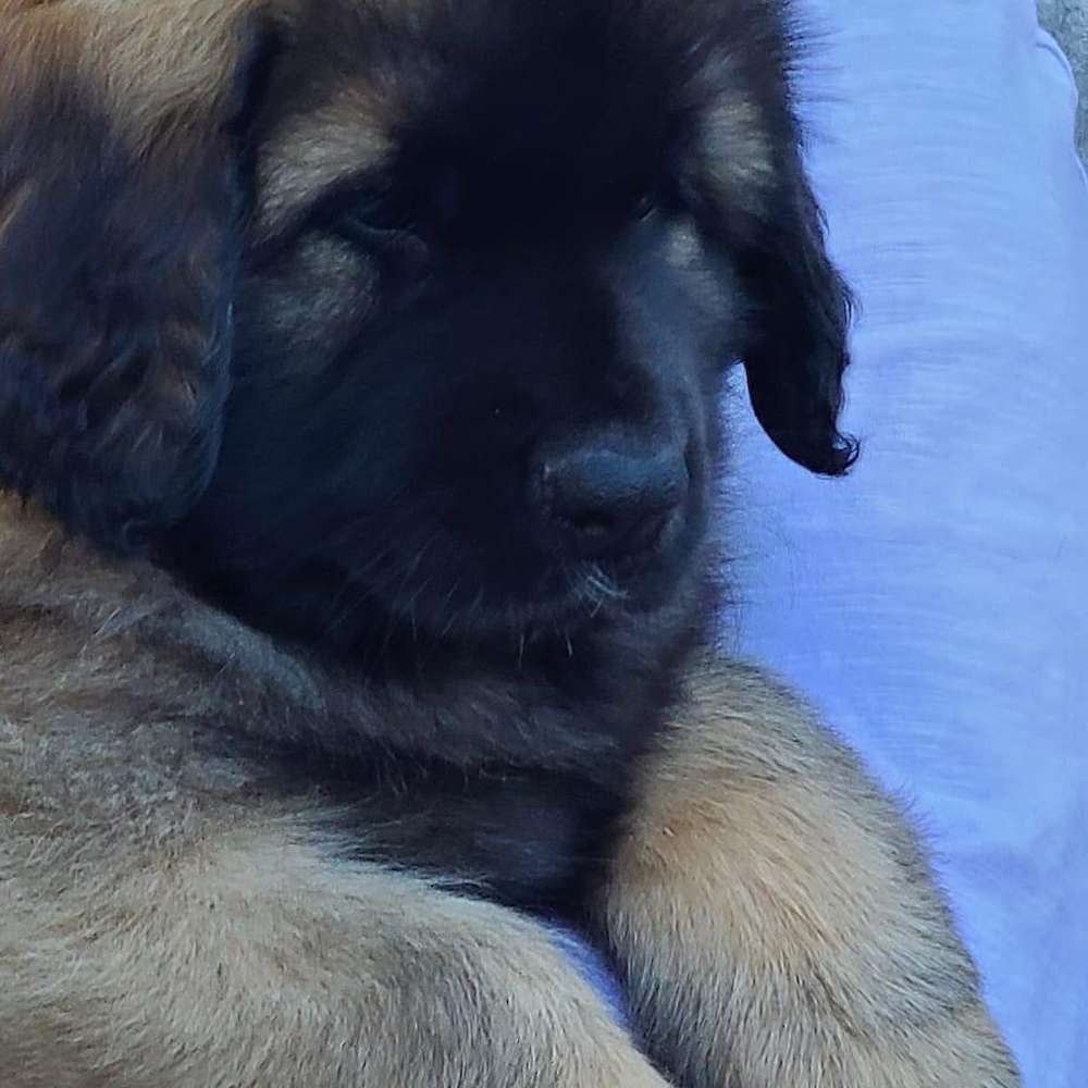 Teal girl