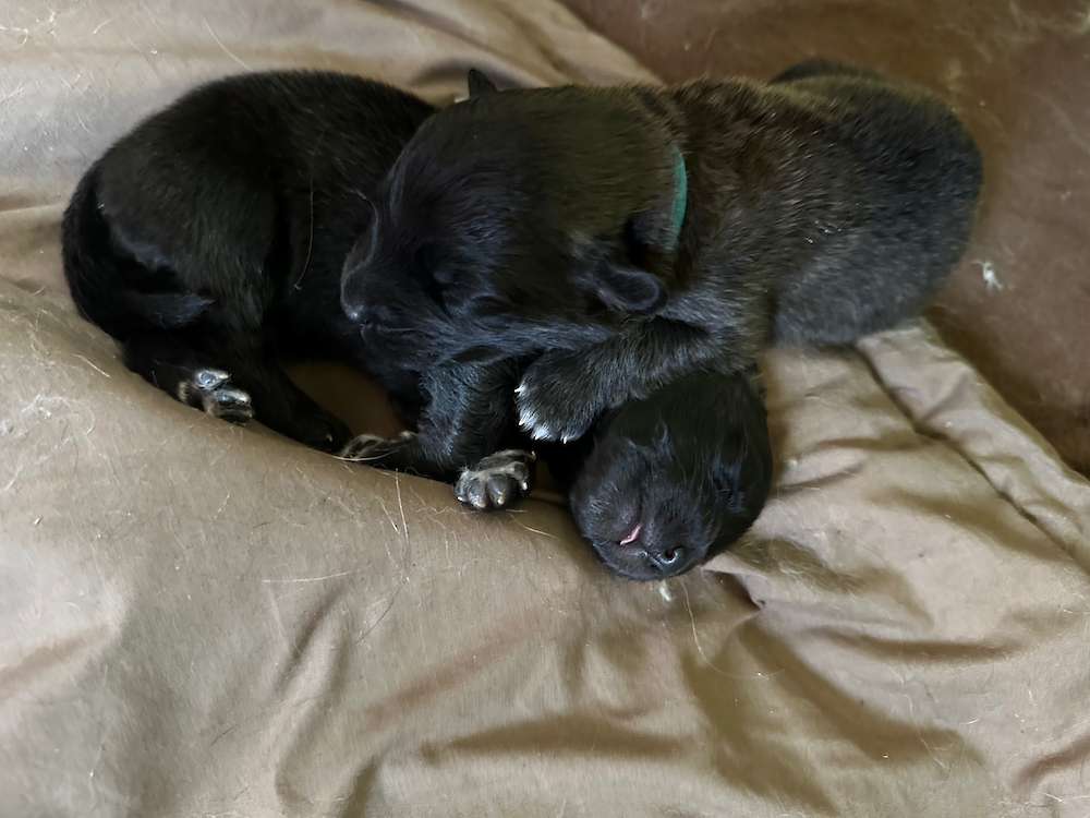 F litter has arrived!!